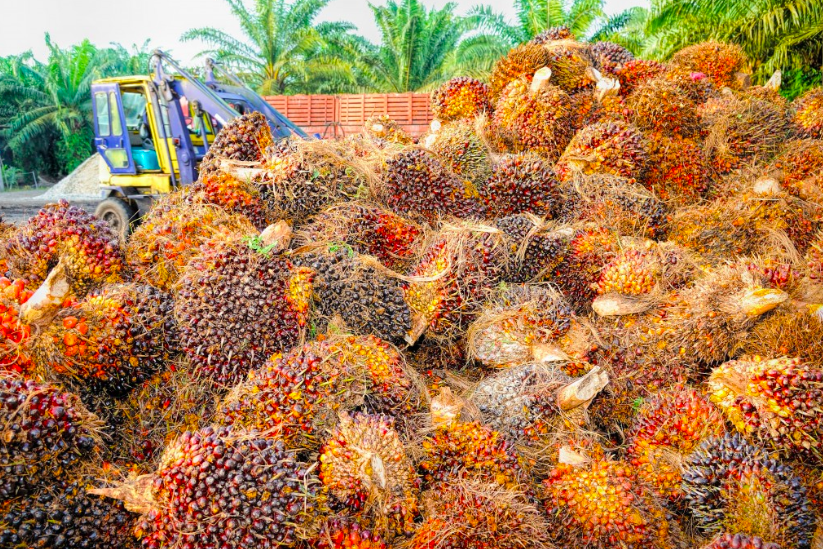 palm oil